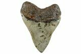 Huge, Fossil Megalodon Tooth - North Carolina #261096-2